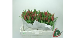 Tulipanes Rojo