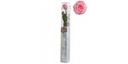 Rosa Estabilizada STANDARD ROSA 54 cm