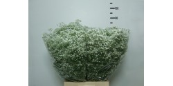 Paniculata Ecuador